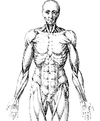 Human Study